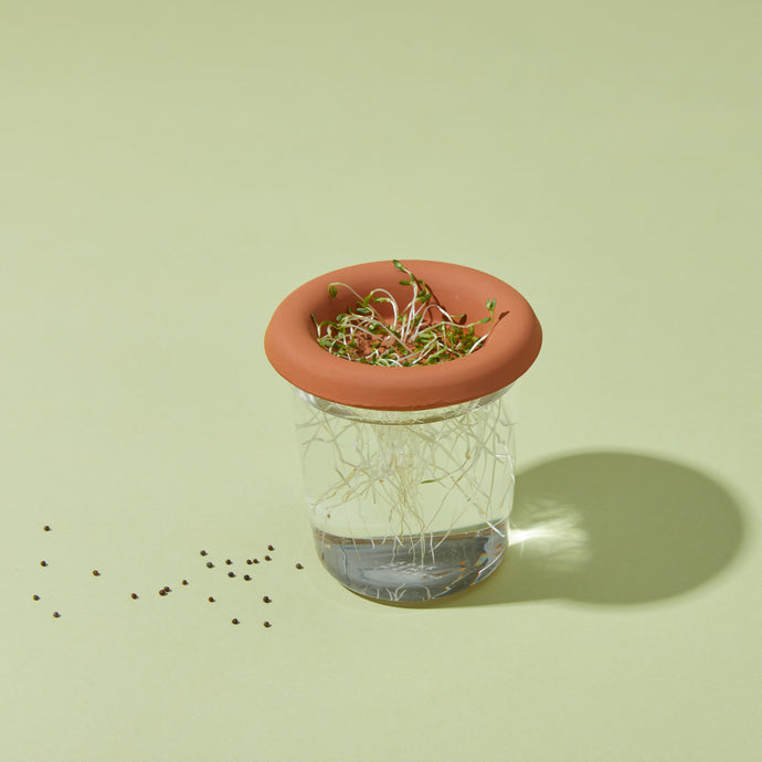 Growing: your own veggie garden