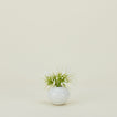 Verdure Vase in White in Small size with flowers.