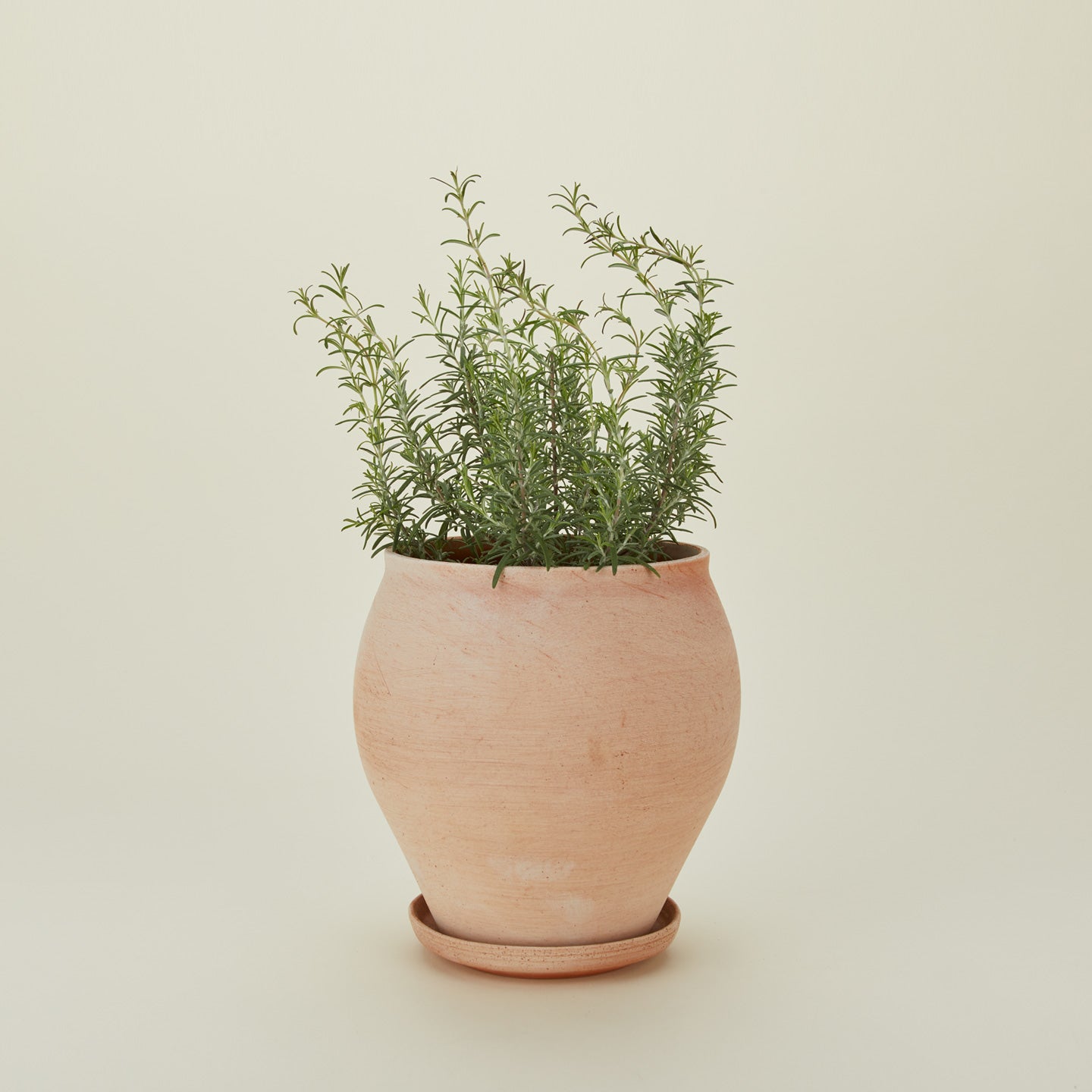 Berg's Potter medium Delphi pot with plant
