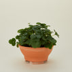 Terracotta planter feet, set of three with potted plant