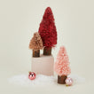 Bottlebrush tree set in warm