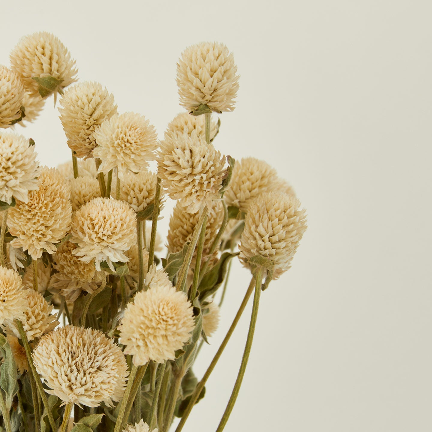 Close up view of Lovejoy farms dried amaranth