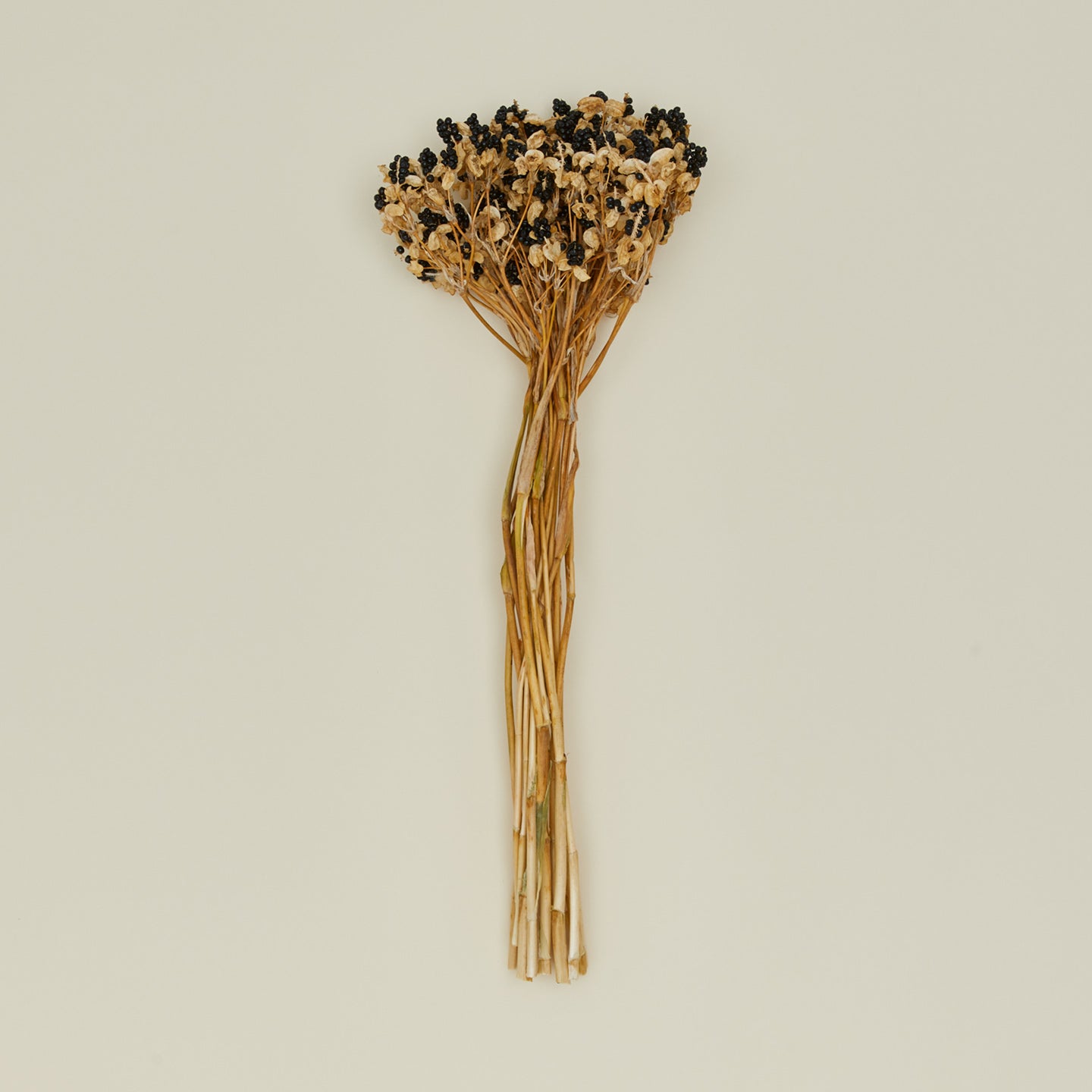 Lovejoy Farms Dried Blackberry Lilies