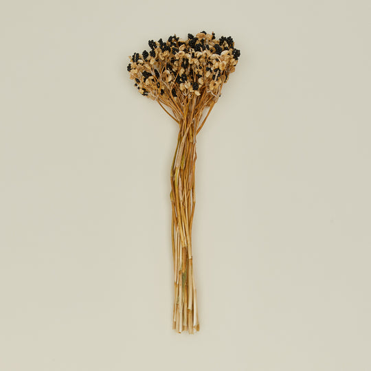 Dried Blackberry Lilies
