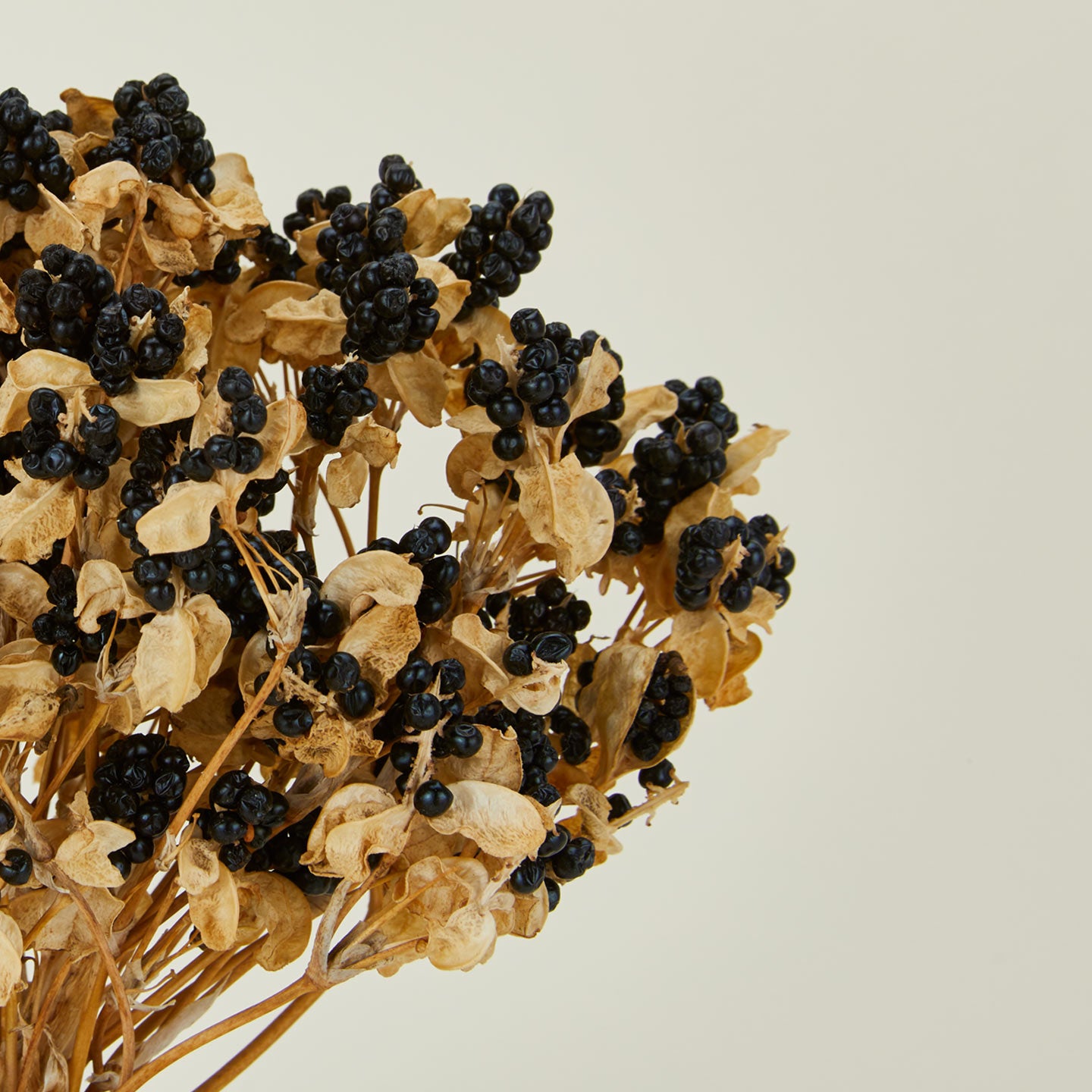 Close up view of Lovejoy Farms Dried Blackberry Lilies