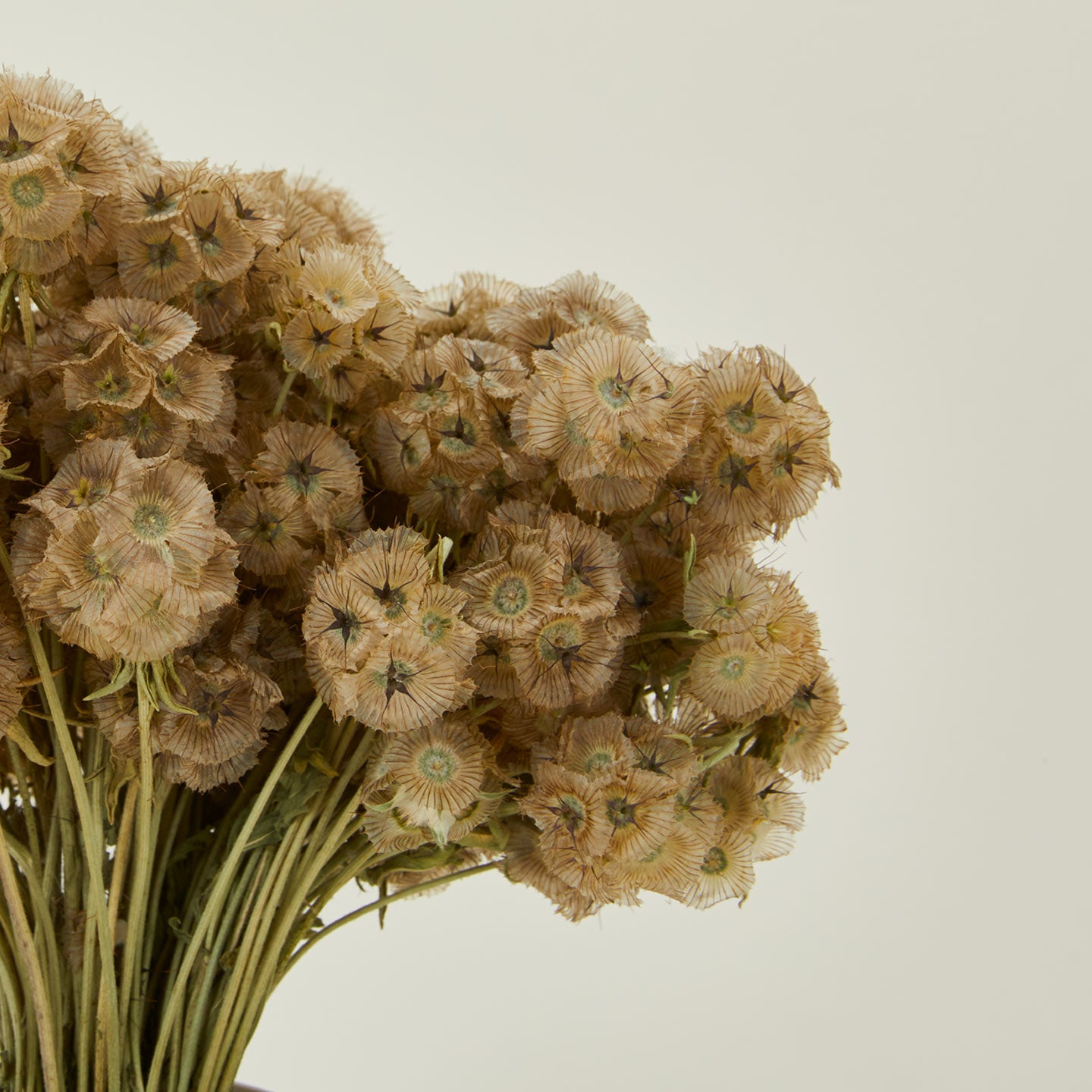Close up view of Lovejoy farms Dried Scabiosa Pods