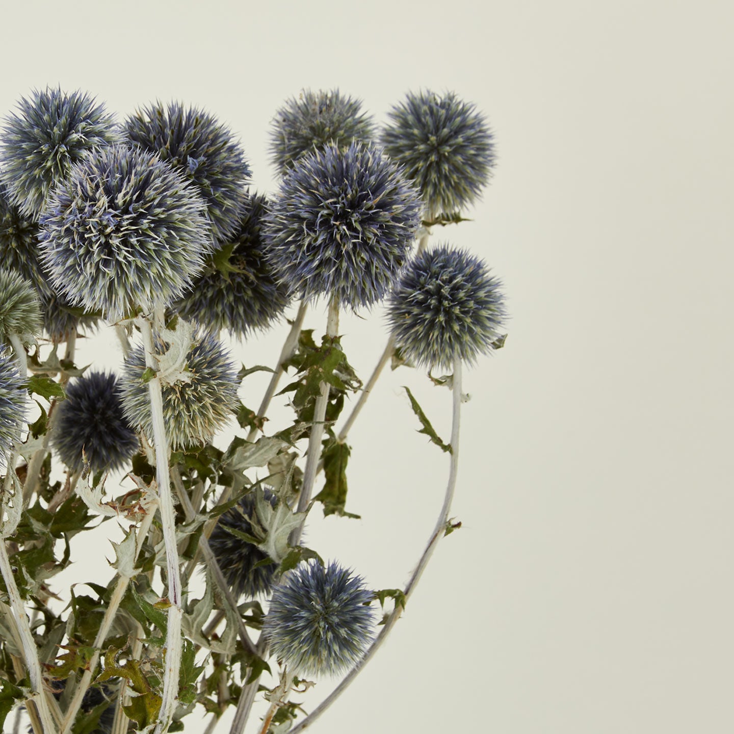 Close up view of Lovejoy Farms Dried Thistle