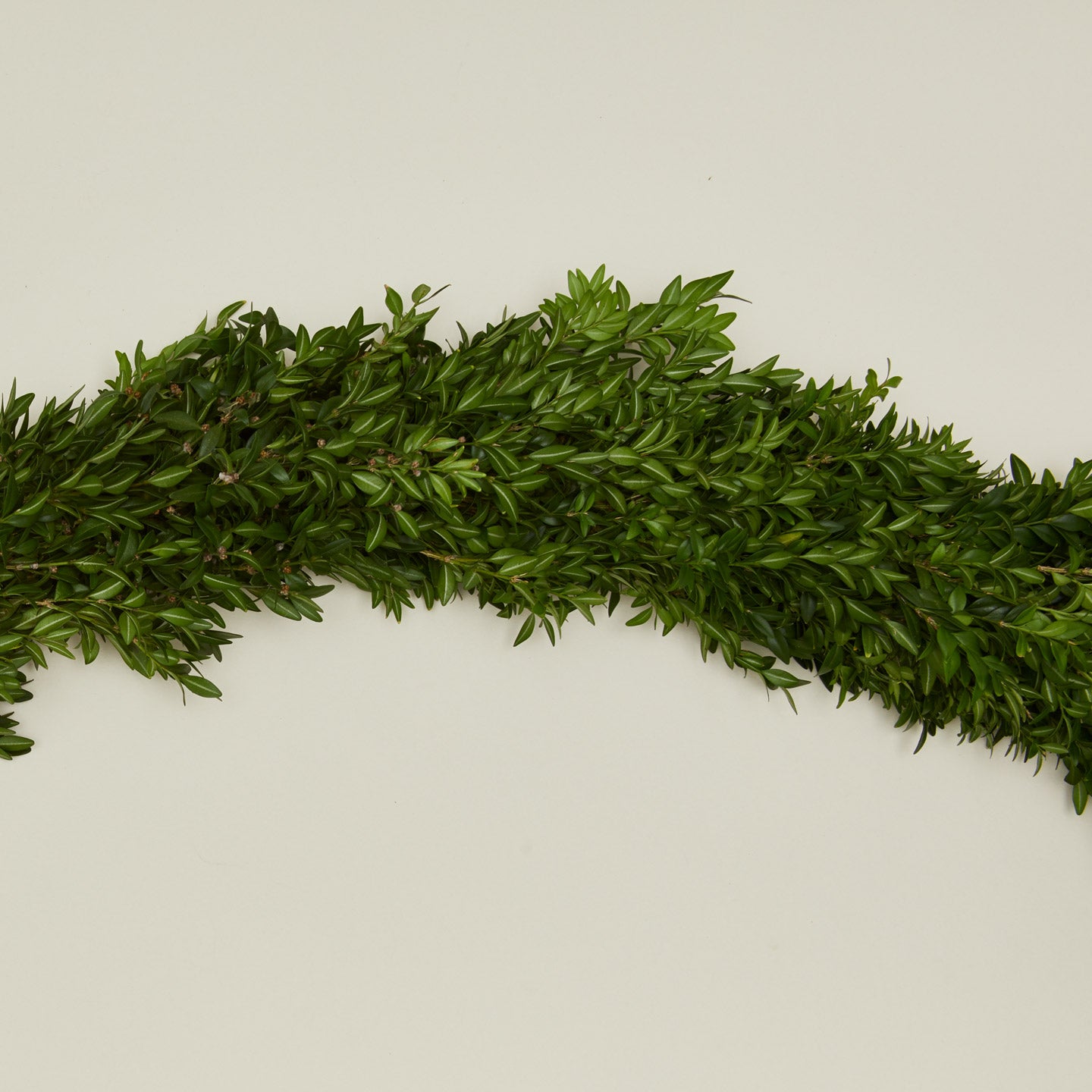 Close up view of Boxwood Natural Garland