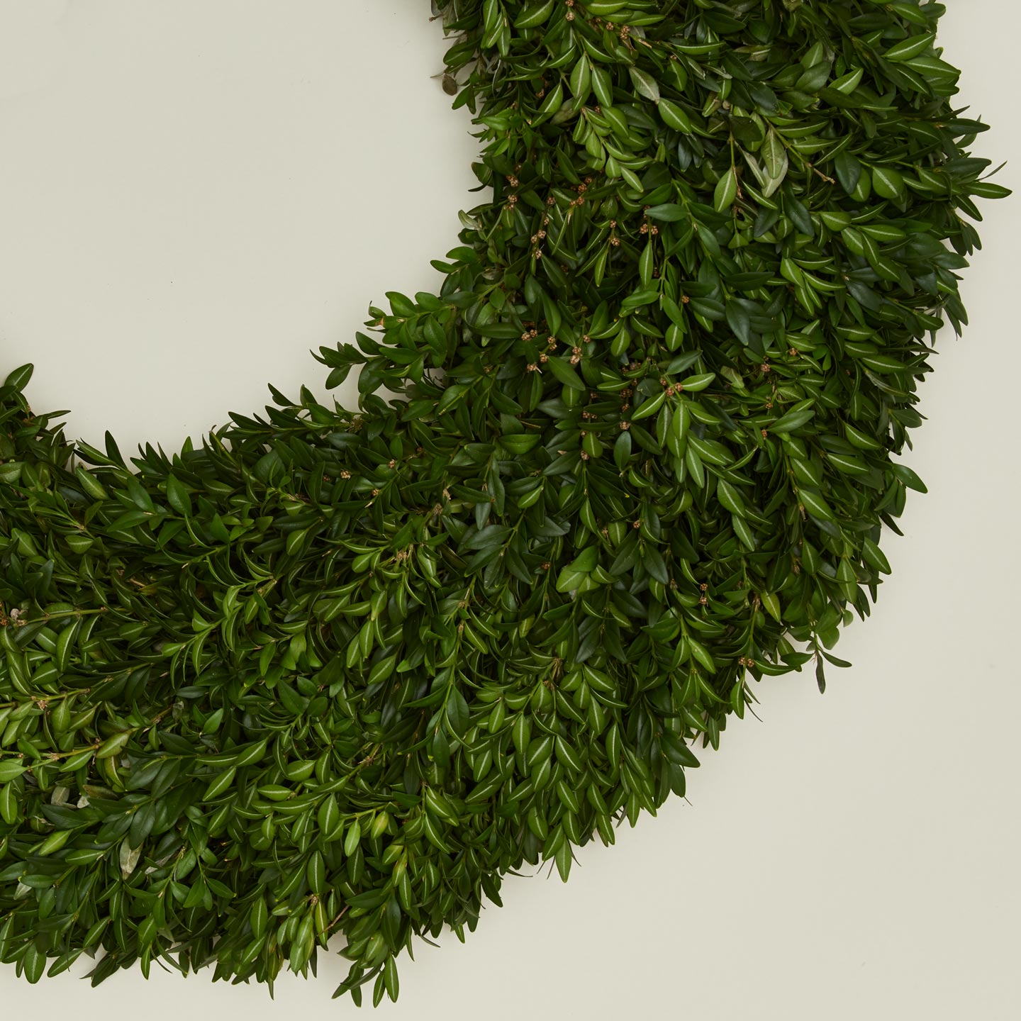 Close up view of Boxwood Natural Wreath