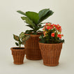 Pinet pot family with plants