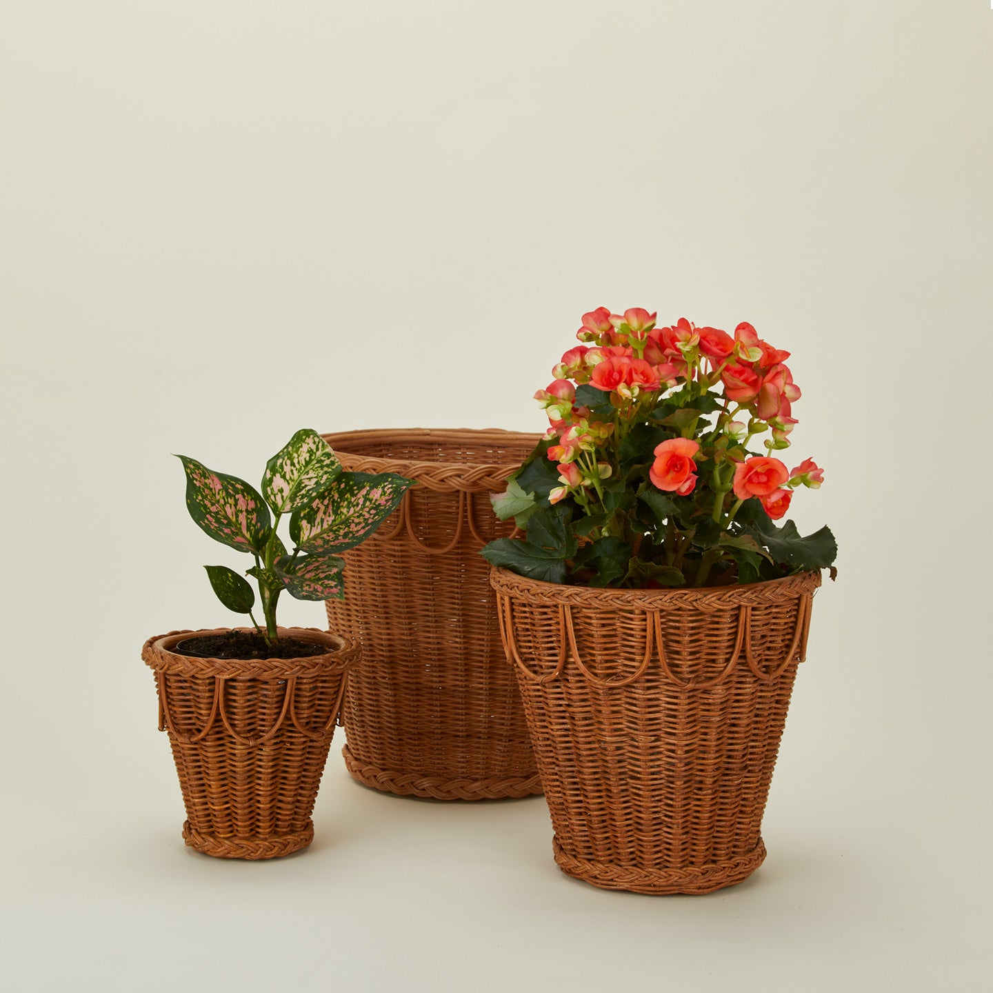 Pinet pot family with plants