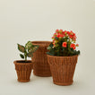 Pinet pot family with plants