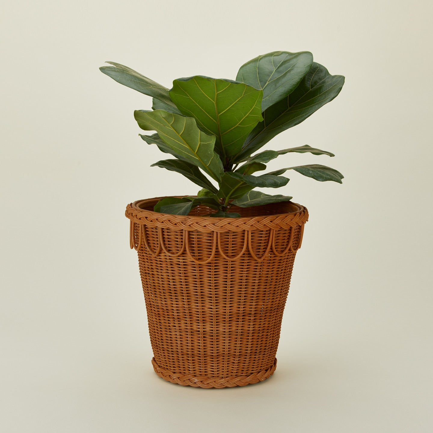 Large pinet plant pot with plant.