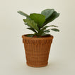 Large pinet plant pot with plant.