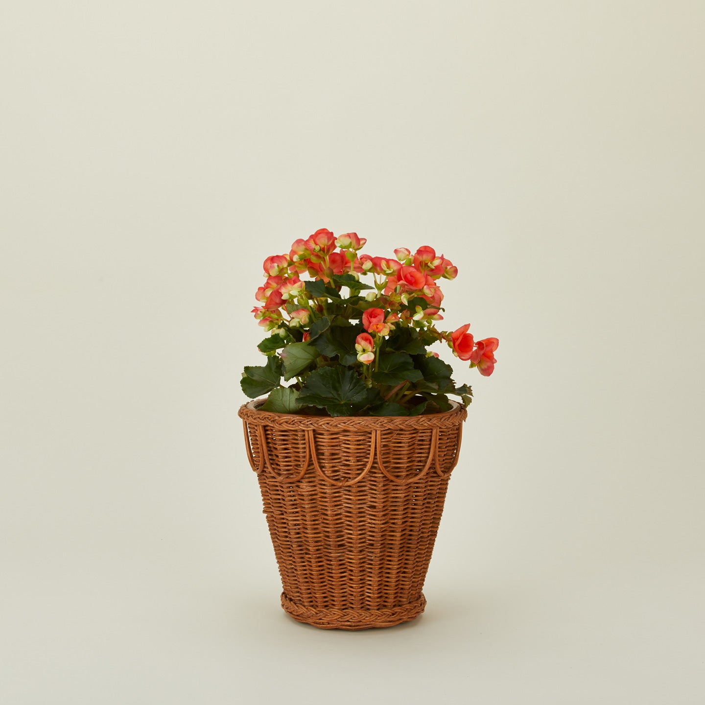 Medium Pinet plant pot with plant.