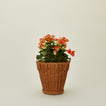 Medium Pinet plant pot with plant.