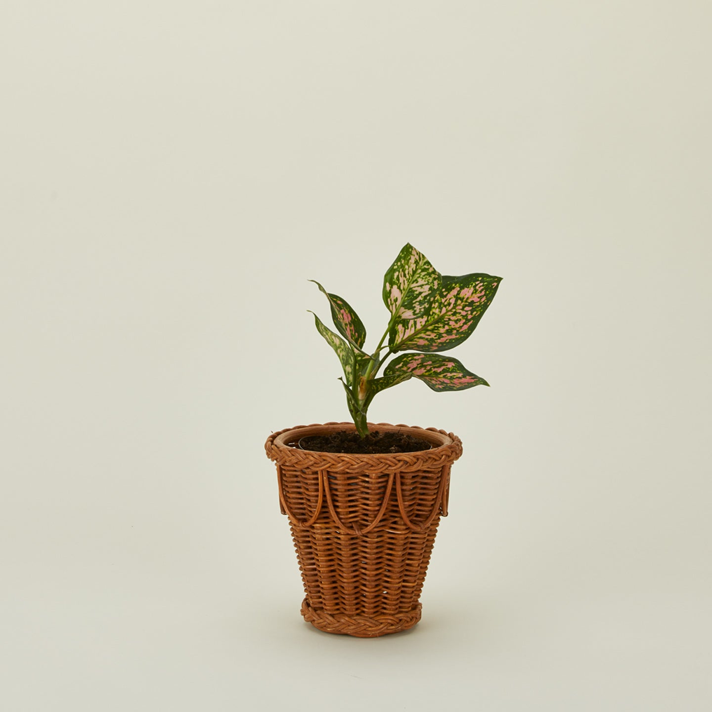 Small Pinet Pot  with plant