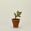 Small Pinet Pot  with plant