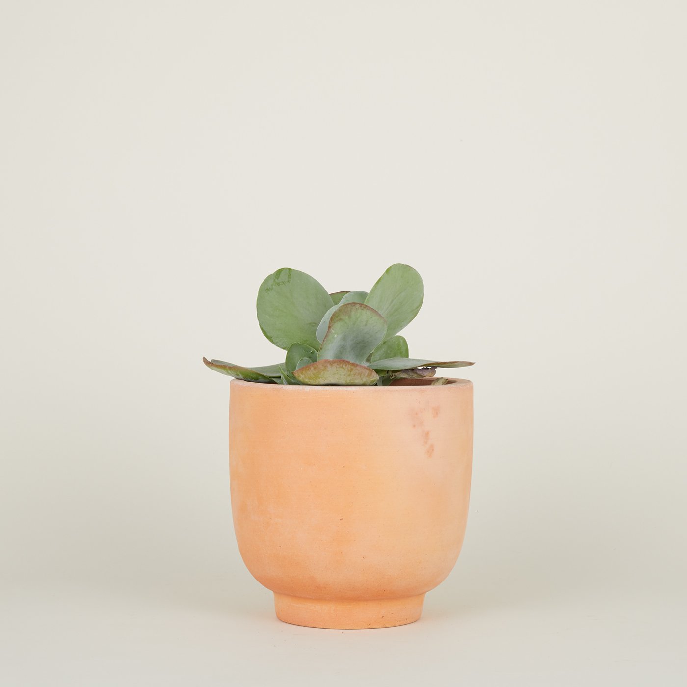 terracotta plant pots indoor Hawkins New York Footed Planter - Terracotta