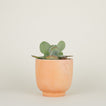 Footed Planter - Terracotta